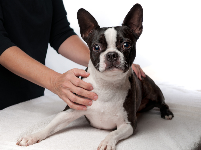 Knowing Your Pets Health - CANINE STRONG